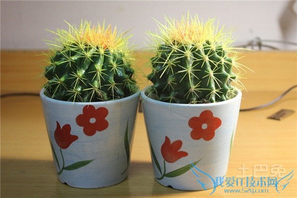 仙人掌防辐射吗