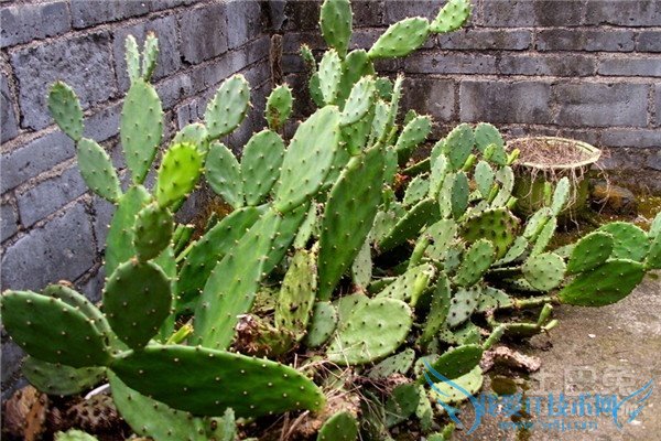 仙人掌防辐射吗