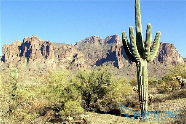 仙人掌防辐射吗