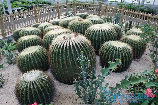 仙人掌防辐射吗