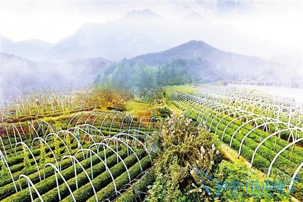 泰山女儿茶功效