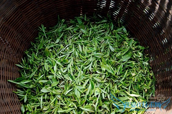 雨前茶价格 雨前茶价格