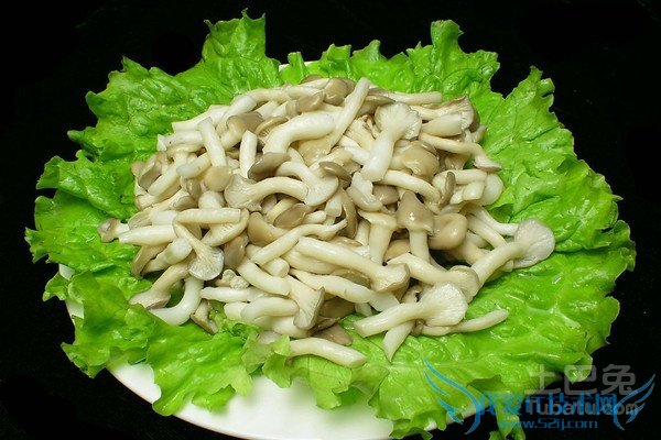 姬菇品种 姬菇品种