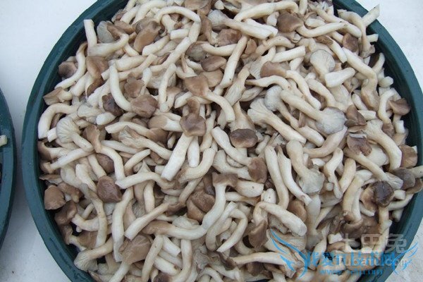 姬菇品种 姬菇品种