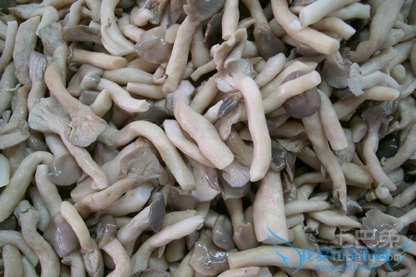 姬菇品种 姬菇品种