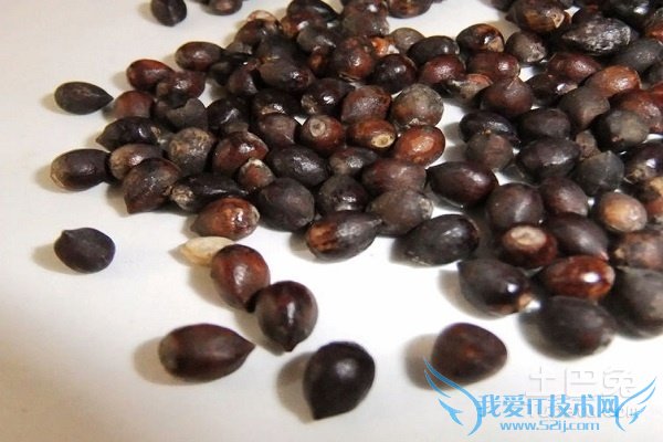 红豆杉种子的药用价值