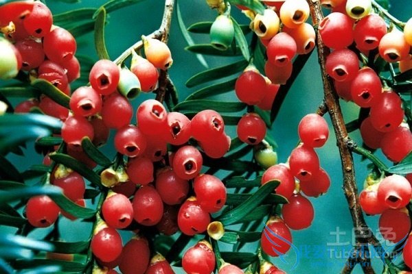 红豆杉种子的药用价值