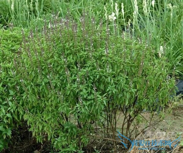 九层塔的功效与作用