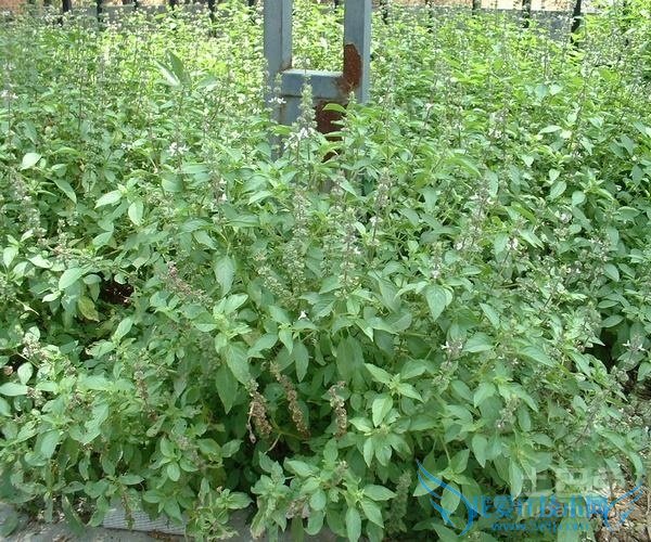 九层塔的功效与作用