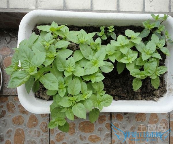 九层塔的功效与作用