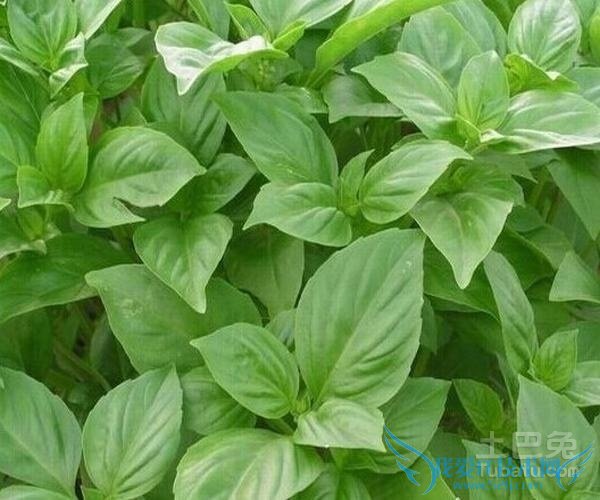 九层塔的功效与作用