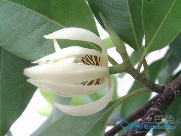 黄桷兰价格 黄桷兰价格