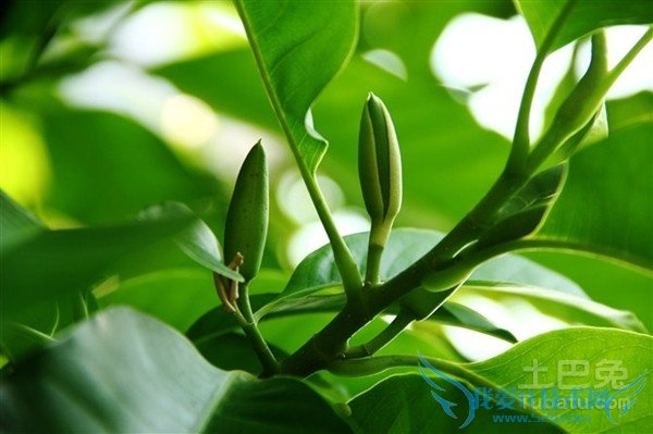 黄桷兰价格 黄桷兰价格