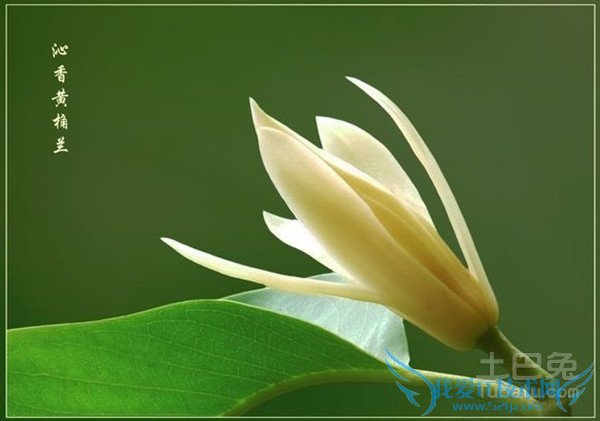 黄桷兰价格 黄桷兰价格