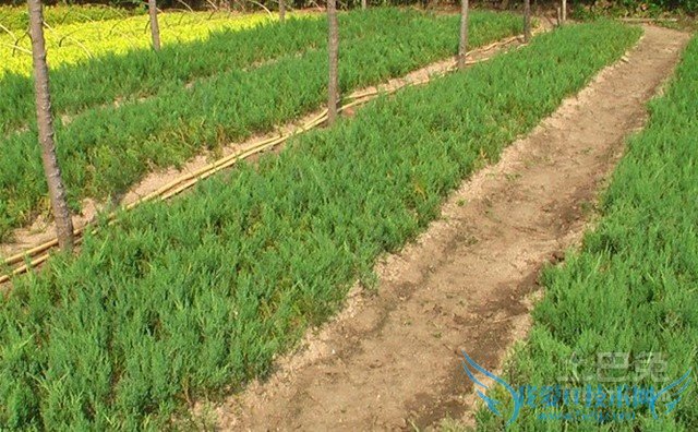 沙地柏扦插技术 沙地柏扦插技术