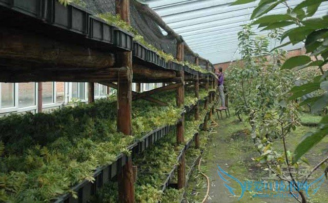 沙地柏扦插技术 沙地柏扦插技术