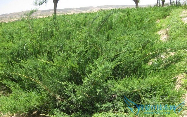 沙地柏扦插技术 沙地柏扦插技术