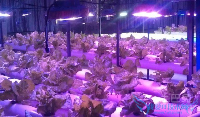 沙地柏扦插技术 沙地柏扦插技术