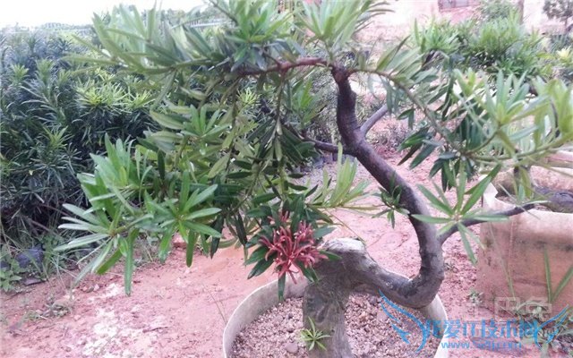 金钻罗汉松盆景