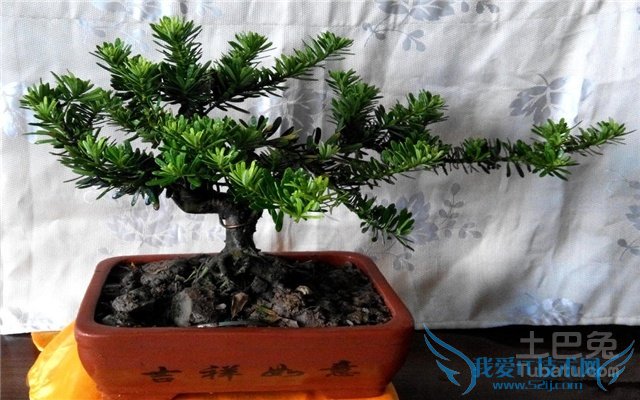 金钻罗汉松盆景