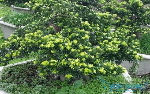 金钻罗汉松盆景