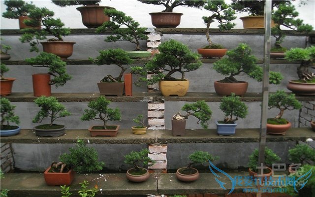 金钻罗汉松盆景