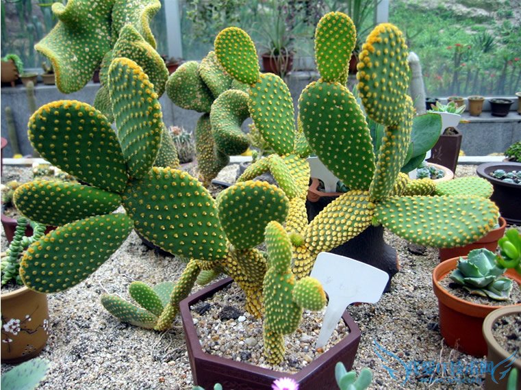 仙人掌的作用 七大作用知多点