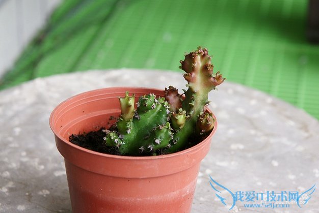 仙人掌的作用 七大作用知多点