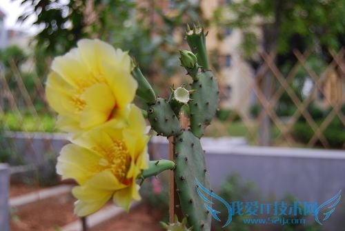 仙人掌的作用 七大作用知多点