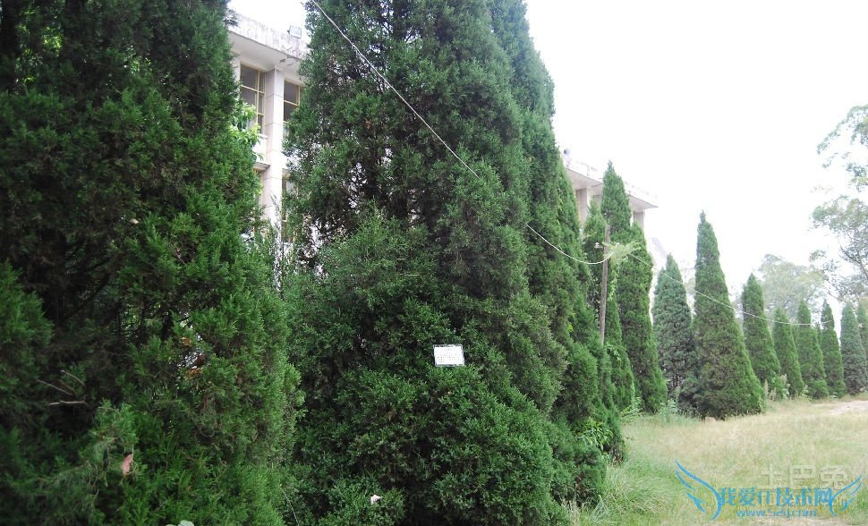 蜀桧基地 蜀桧基地