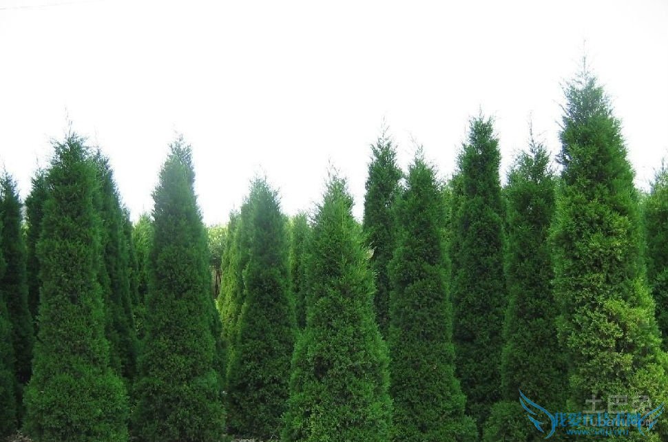 蜀桧基地 蜀桧基地