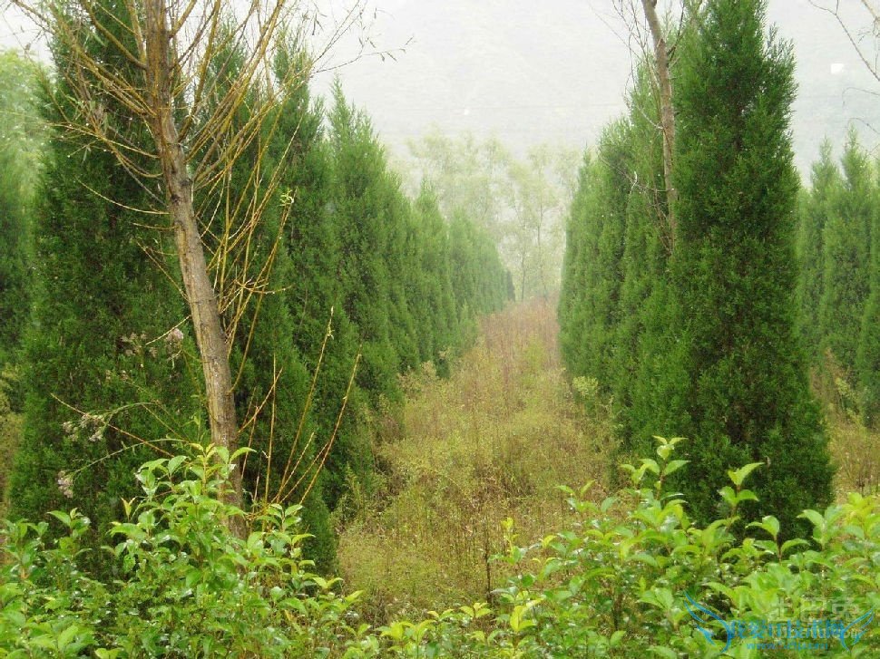 蜀桧基地 蜀桧基地