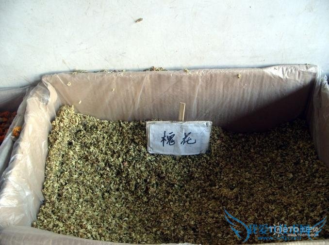 槐米是什么 槐米是什么