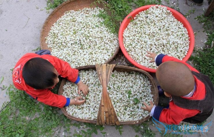 槐米是什么 槐米是什么