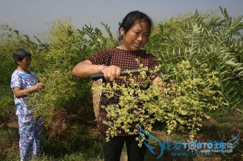 槐米是什么 槐米是什么