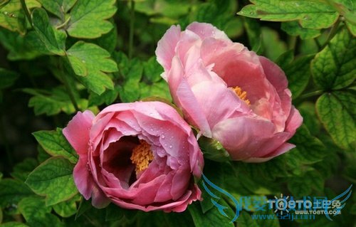 芍药的繁殖方法大全 教你正确繁殖芍药