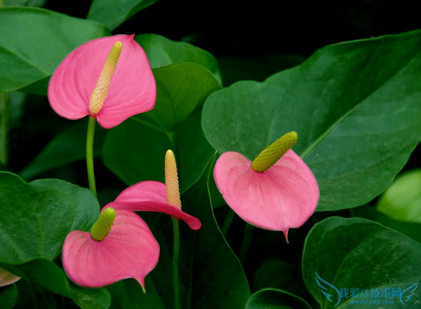 粉掌的养殖方法和注意事项大全 盆栽水培任君选择