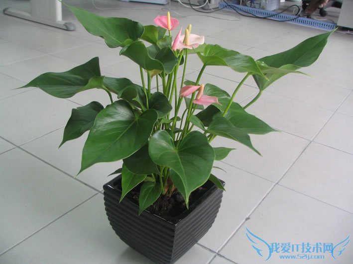 粉掌的养殖方法和注意事项大全 盆栽水培任君选择