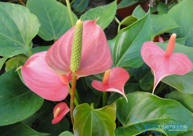 粉掌的养殖方法和注意事项大全 盆栽水培任君选择