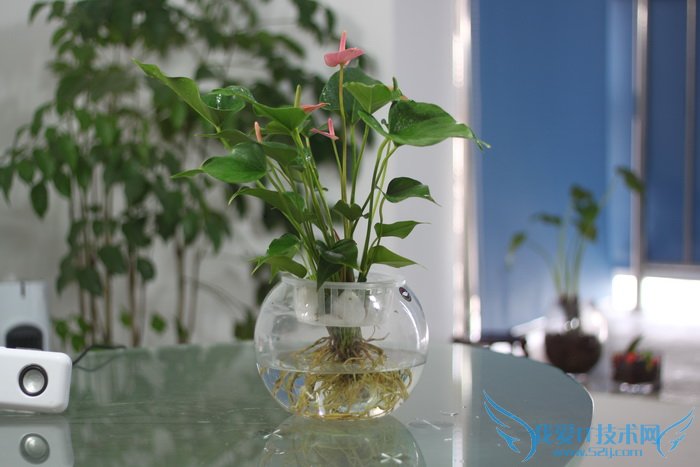 粉掌的养殖方法和注意事项大全 盆栽水培任君选择