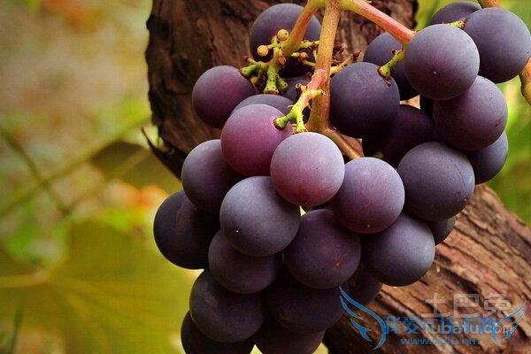 大泽山葡萄价格 大泽山葡萄价格