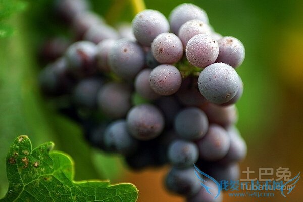 大泽山葡萄价格 大泽山葡萄价格