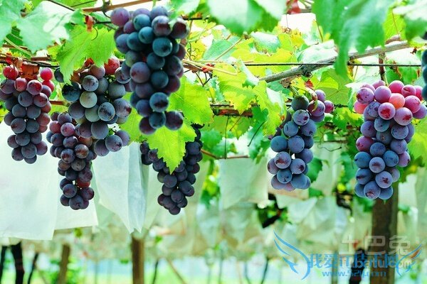 大泽山葡萄价格 大泽山葡萄价格