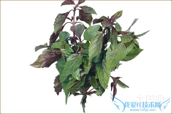 紫苏叶的副作用 紫苏叶的副作用