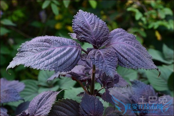 紫苏叶的副作用 紫苏叶的副作用