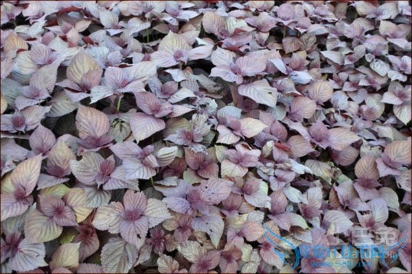 紫苏叶的副作用 紫苏叶的副作用