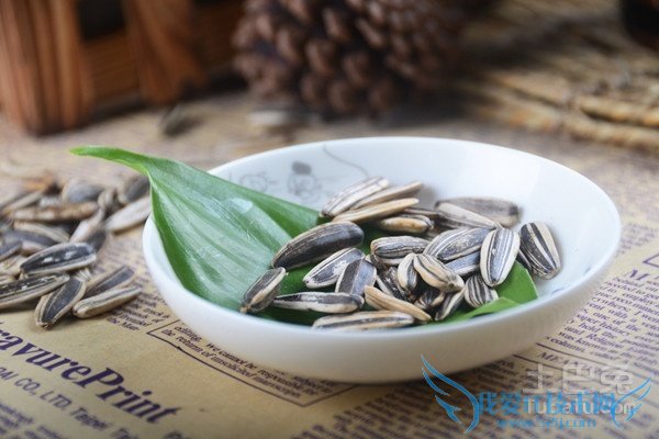 葵瓜子种植 葵瓜子种植