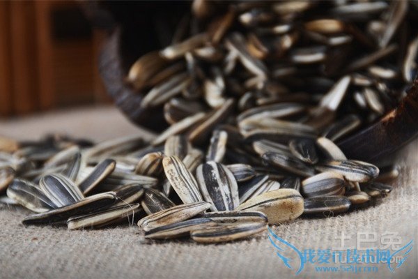 葵瓜子种植 葵瓜子种植