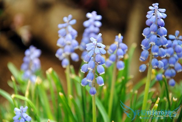 葡萄风信子的养殖方法 经验老手栽培心血总结