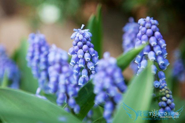 葡萄风信子的养殖方法 经验老手栽培心血总结